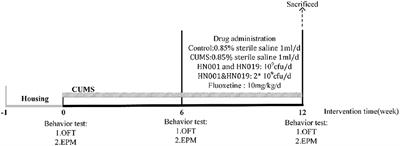 Combined probiotics attenuate chronic unpredictable mild stress-induced depressive-like and anxiety-like behaviors in rats